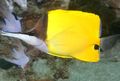 Triangular Yellow Longnose Butterflyfish care and characteristics, Photo