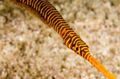 Striped Yellow Multibanded Pipefish (Many-banded pipefish), Photo and characteristics
