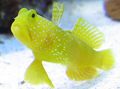 Elongated Aquarium Fish Yellow Prawn Goby,  care and characteristics, Photo