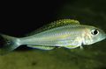 Silver Yellow Sand Cichlid Aquarium Fish, Photo and characteristics
