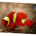Oval Zierfische Yellows Maroon Clownfish kümmern und Merkmale, Foto