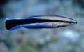 Striped Yellowtail tubelip Aquarium Fish, Photo and characteristics
