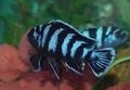 Striped Aquarium Fish Zebra Cichlid, Pseudotropheus zebra characteristics, Photo