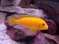 Yellow Zebra Cichlid Aquarium Fish, Photo and characteristics