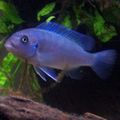 Light Blue Zebra Cichlid Aquarium Fish, Photo and characteristics