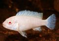 White Zebra Cichlid Aquarium Fish, Photo and characteristics