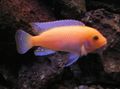 Red Zebra Cichlid Aquarium Fish, Photo and characteristics