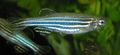 Striped Zebra Danio, Danio rerio Aquarium Fish, Photo and characteristics