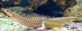 Serpentin Zierfische Zick-Zack-Yellow Tail Aal kümmern und Merkmale, Foto