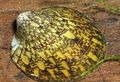 yellow Abalone Snail Aquarium Freshwater Clam, Photo and characteristics
