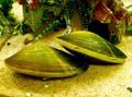 green Freshwater Clam Aquarium, Photo and characteristics