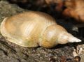 beige Great Pond Snail Aquarium Freshwater Clam, Photo and characteristics