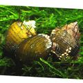 ყვითელი აკვარიუმი წყლის მოლუსკები Hairly Snail, Thiara cancellata მახასიათებლები, სურათი