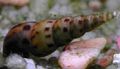 beige Malaysian Trumpet Snails Aquarium Freshwater Clam, Photo and characteristics