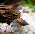 brown Melanoides Granifera Aquarium Freshwater Clam, Photo and characteristics