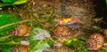beige Melanoides Granifera Aquarium Freshwater Clam, Photo and characteristics