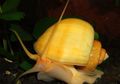 yellow Mystery Snail, Apple Snail Aquarium Freshwater Clam, Photo and characteristics