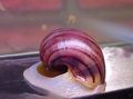pink Mystery Snail, Apple Snail Aquarium Freshwater Clam, Photo and characteristics