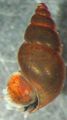 brown New Zealand Mud Snail Aquarium Freshwater Clam, Photo and characteristics