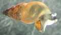 beige Neuseeland Sumpfdeckelschnecke Aquarium Süßwasser-muschel, Foto und Merkmale