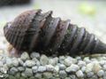black Pachymelania Fusca Aquarium Freshwater Clam, Photo and characteristics