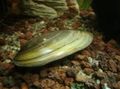 green Painter's Mussels Aquarium Freshwater Clam, Photo and characteristics