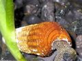 Photo Rabbit Snail Tylomelania Aquarium Freshwater Clam  description and characteristics