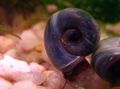 cinza Aquário Molusco de água Doce Ramshorn Caracol, Planorbis corneus características, foto