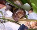 rjava Akvarij Sladkovodnih školjk Ramshorn Polž, Planorbis corneus značilnosti, fotografija
