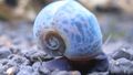 beige Aquarium Freshwater Clam Ramshorn Snail, Planorbis corneus characteristics, Photo