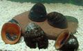 braun Roten Lippen Schnecke Aquarium Süßwasser-muschel, Foto und Merkmale