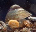 beige River Limpet Aquarium Freshwater Clam, Photo and characteristics