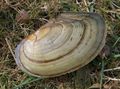 beige Swan Mussel Aquarium Freshwater Clam, Photo and characteristics