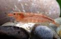 rot  Aquarium Süßwasser-Krebstiere, Foto und Merkmale