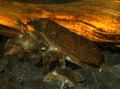 brown Atya Scabra Aquarium Freshwater Crustaceans, Photo and characteristics