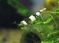 striped Bee Shrimp Aquarium Freshwater Crustaceans, Photo and characteristics