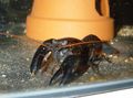 schwarz Schwarz Hummer Aquarium Süßwasser-Krebstiere, Foto und Merkmale