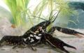 Photo Black Mottled Crayfish Aquarium  characteristics and description