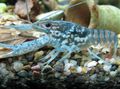 blue Black Mottled Crayfish Aquarium Freshwater Crustaceans, Photo and characteristics