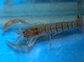 blue Blue Banded Shrimp, Blue Zebra Shrimp Aquarium Freshwater Crustaceans, Photo and characteristics