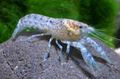 blue Cambarellus Diminutus Aquarium Freshwater Crustaceans, Photo and characteristics
