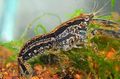 schwarz Cambarellus Texanus Aquarium Süßwasser-Krebstiere, Foto und Merkmale