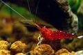 rot Kardinal Garnelen Aquarium Süßwasser-Krebstiere, Foto und Merkmale
