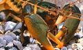 brown Cherax Holthuisi Aquarium Freshwater Crustaceans, Photo and characteristics