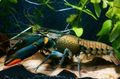 braun Cherax Lorentzi Aquarium Süßwasser-Krebstiere, Foto und Merkmale