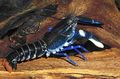 blue Cherax Sp. Blue Moon Aquarium Freshwater Crustaceans, Photo and characteristics