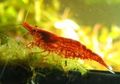 rot Cherry Garnelen Aquarium Süßwasser-Krebstiere, Foto und Merkmale