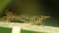 braun Cherry Garnelen Aquarium Süßwasser-Krebstiere, Foto und Merkmale