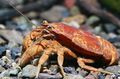 brown Cockroach Crayfish Aquarium Freshwater Crustaceans, Photo and characteristics