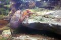 brúnt Fiskabúr Ferskvatn Krabbadýr Kakkalakki Crayfish krabbi, Aegla platensis einkenni, mynd